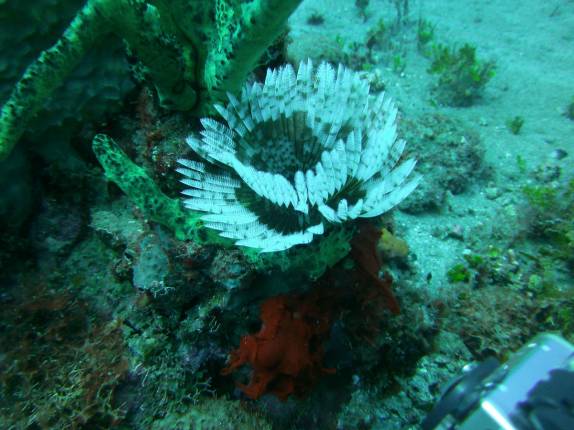 Uma vistosa Feather Dust no nosso mergulho em Pot of Gold, em Montserrat, no Caribe